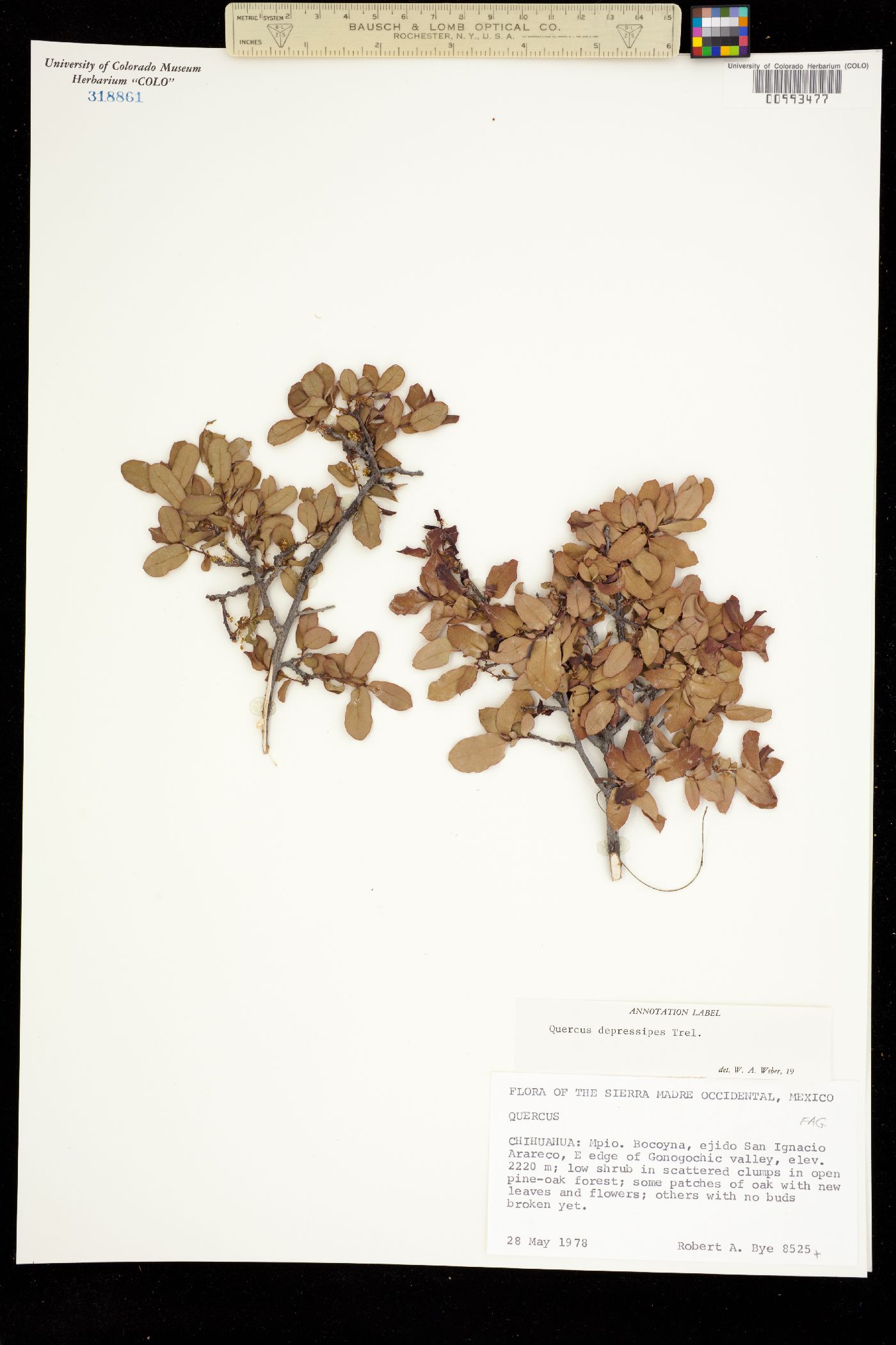 Quercus depressipes image