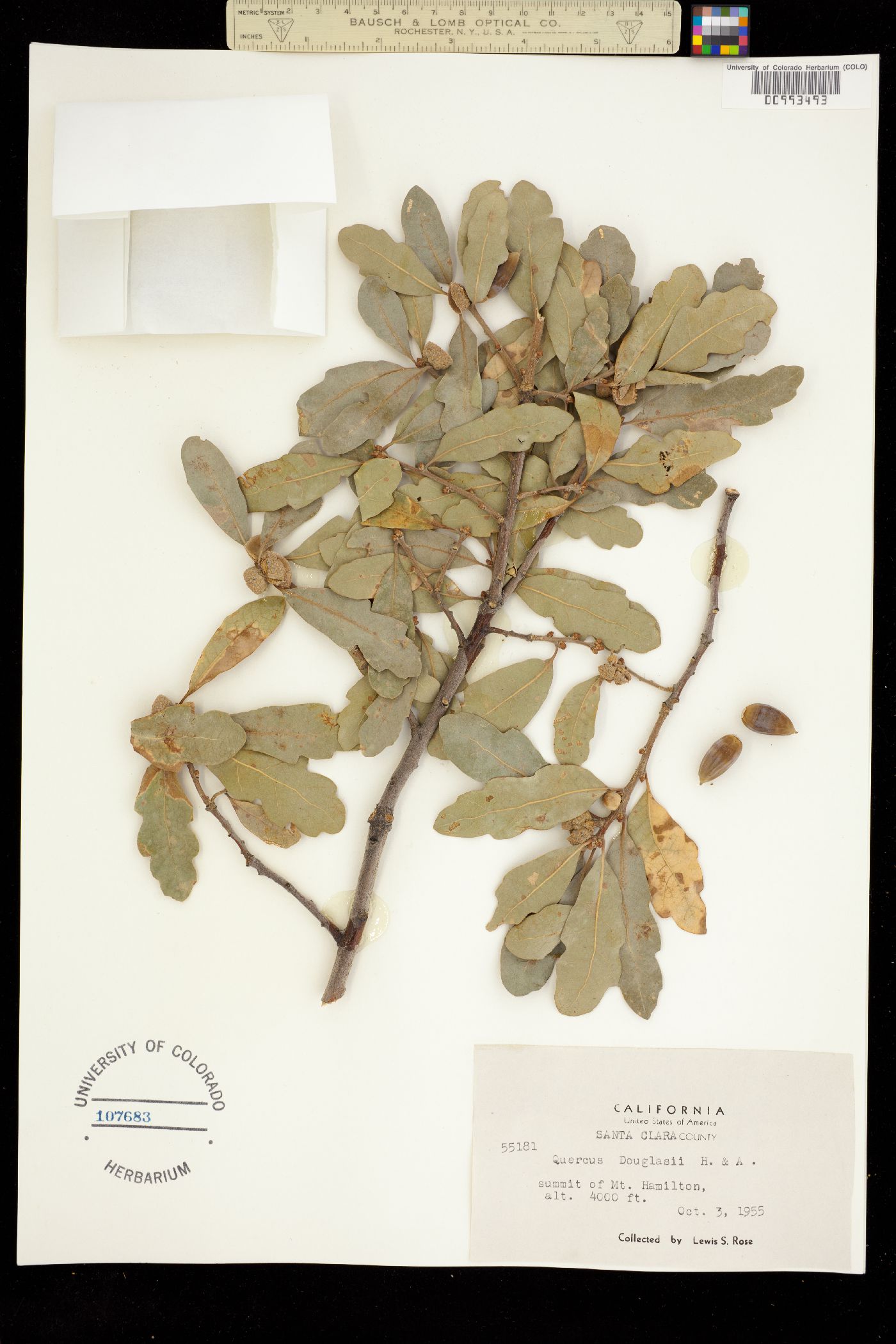 Quercus douglasii image