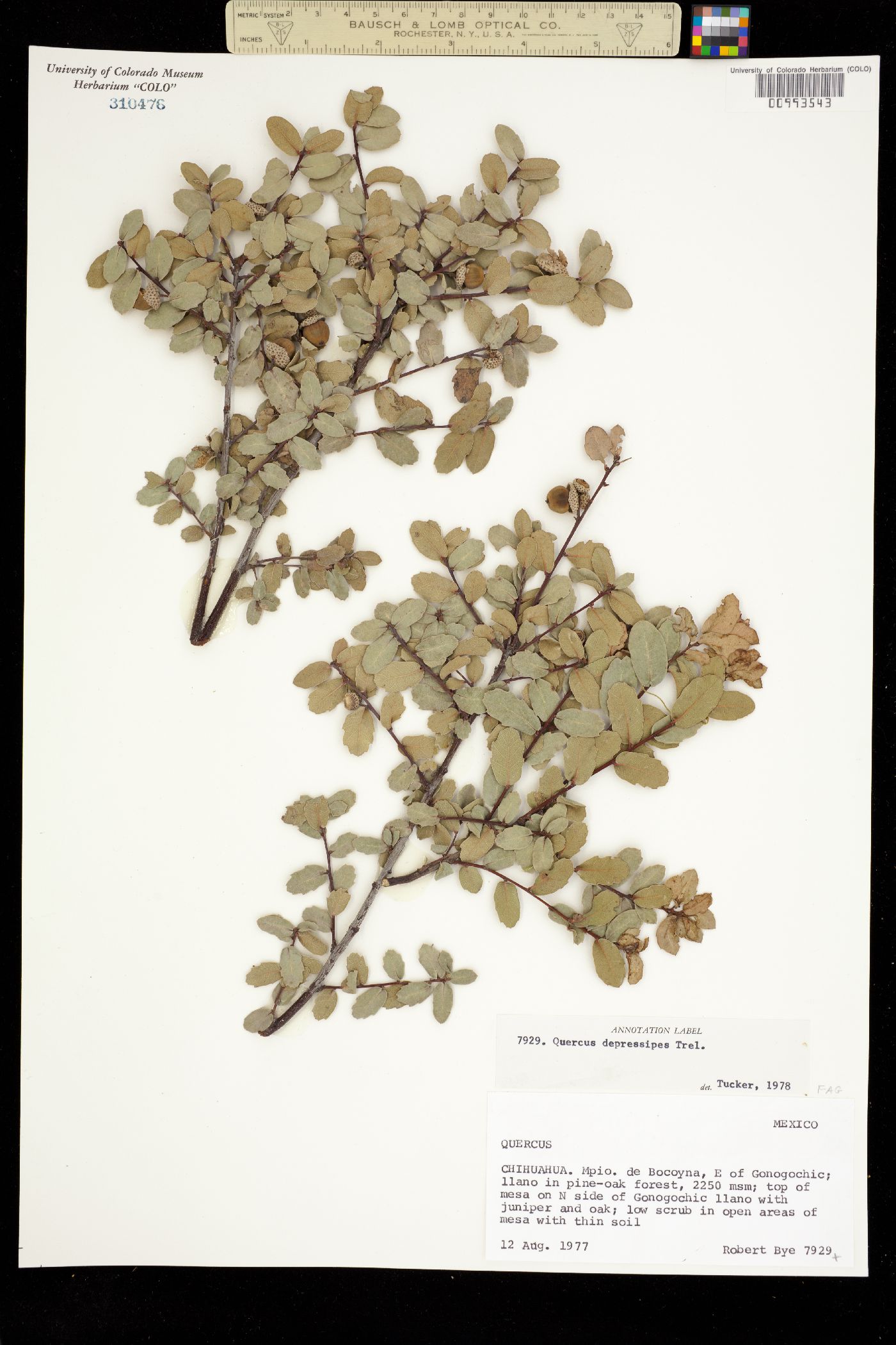 Quercus depressipes image