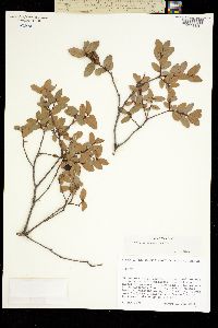 Image of Quercus depressipes