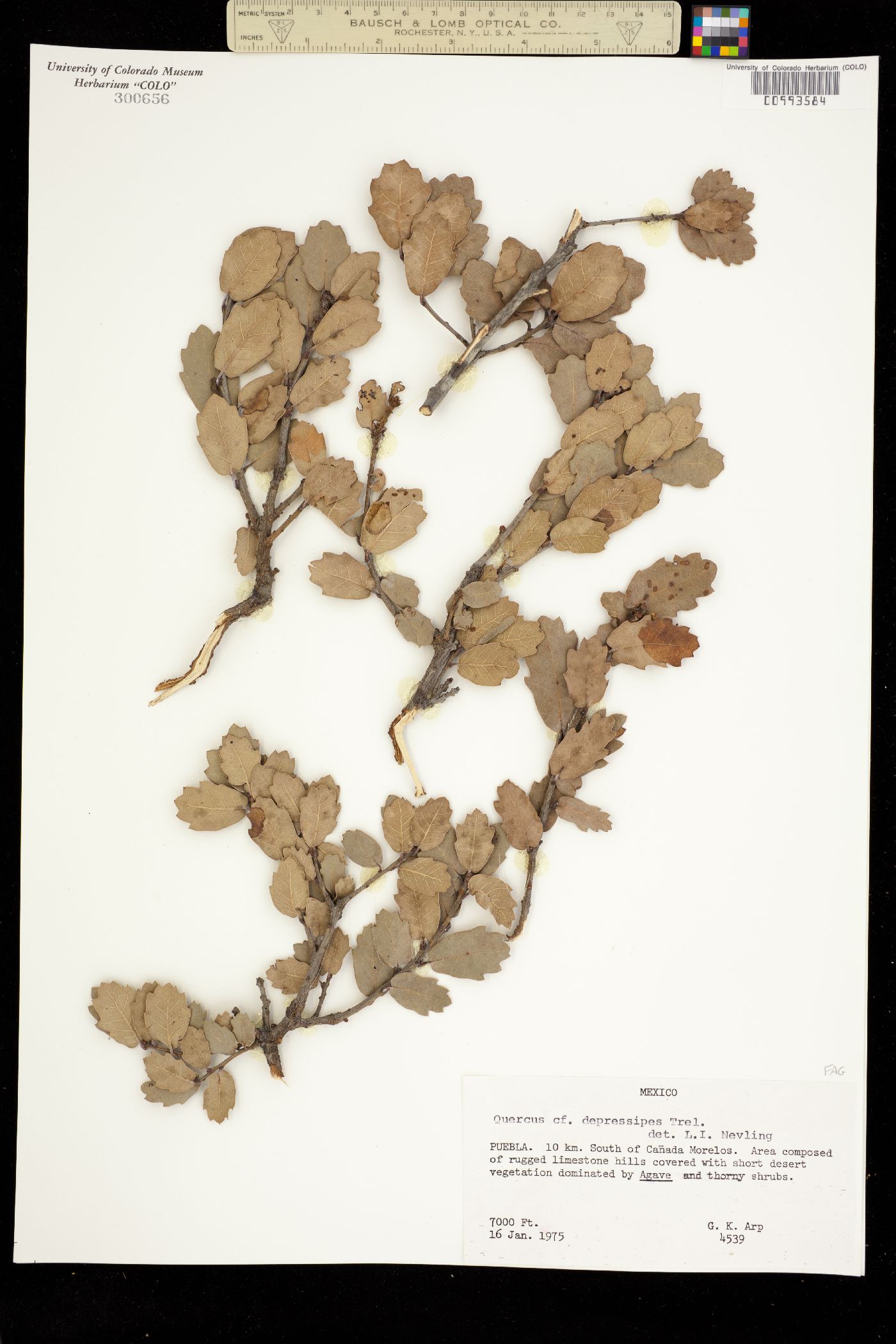 Quercus depressipes image