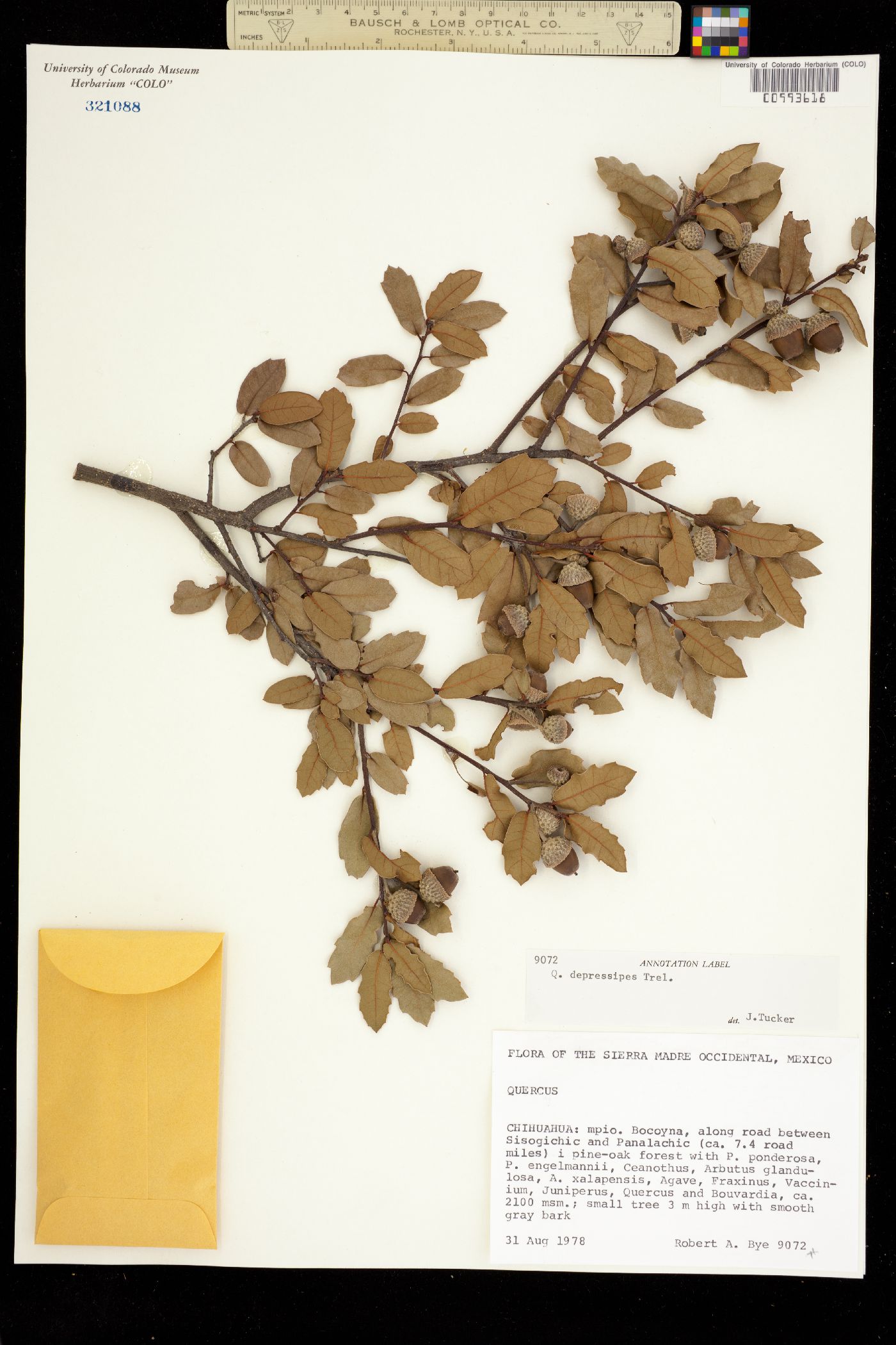 Quercus depressipes image