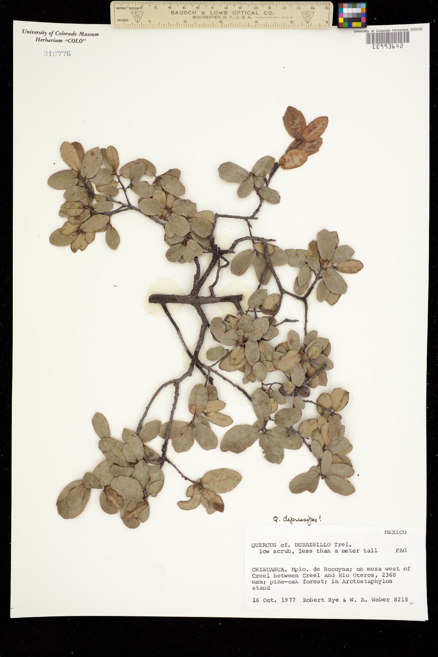 Quercus depressipes image