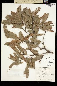 Quercus clivicola image