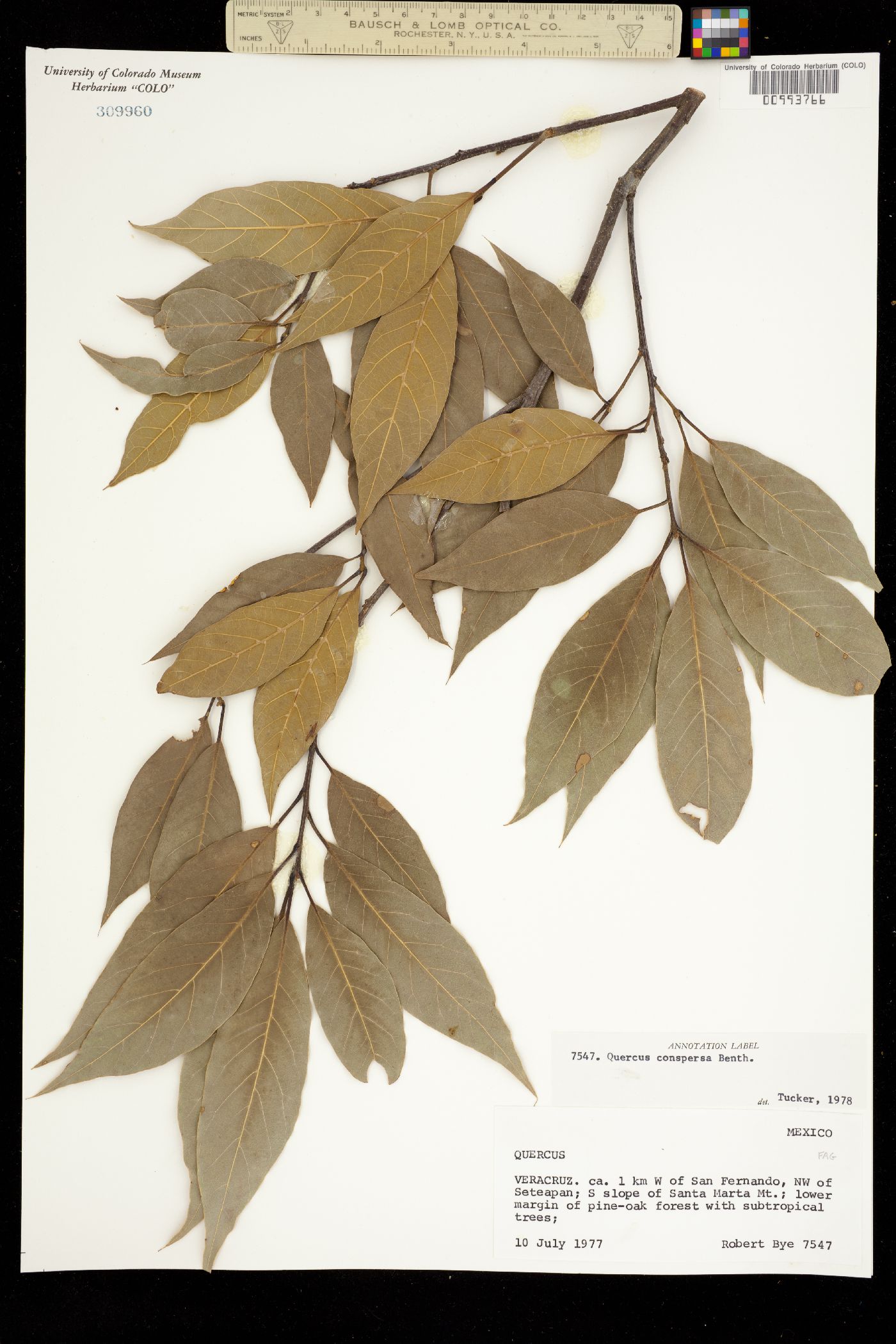 Quercus conspersa image