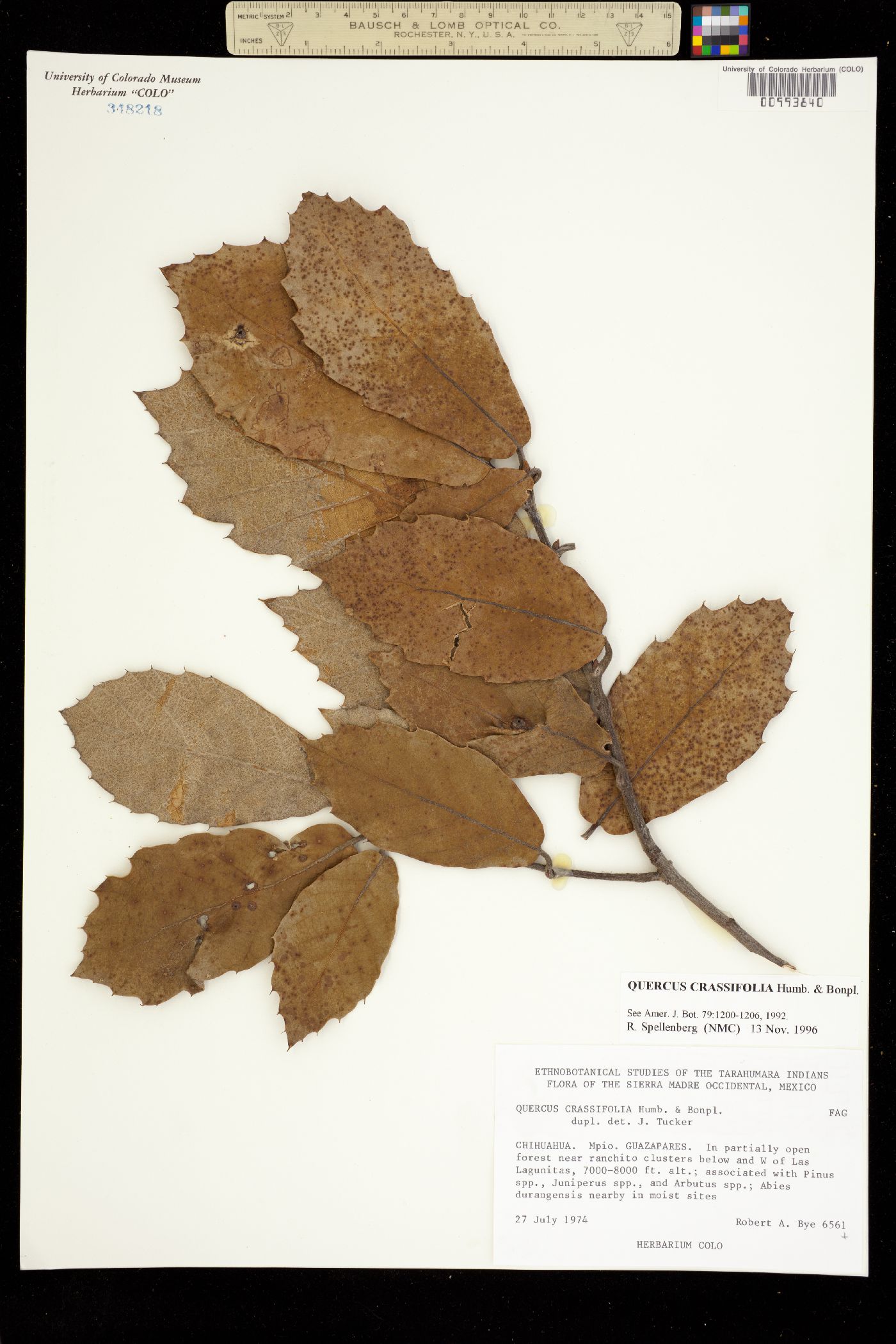 Quercus crassifolia image