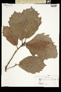 Quercus candicans image