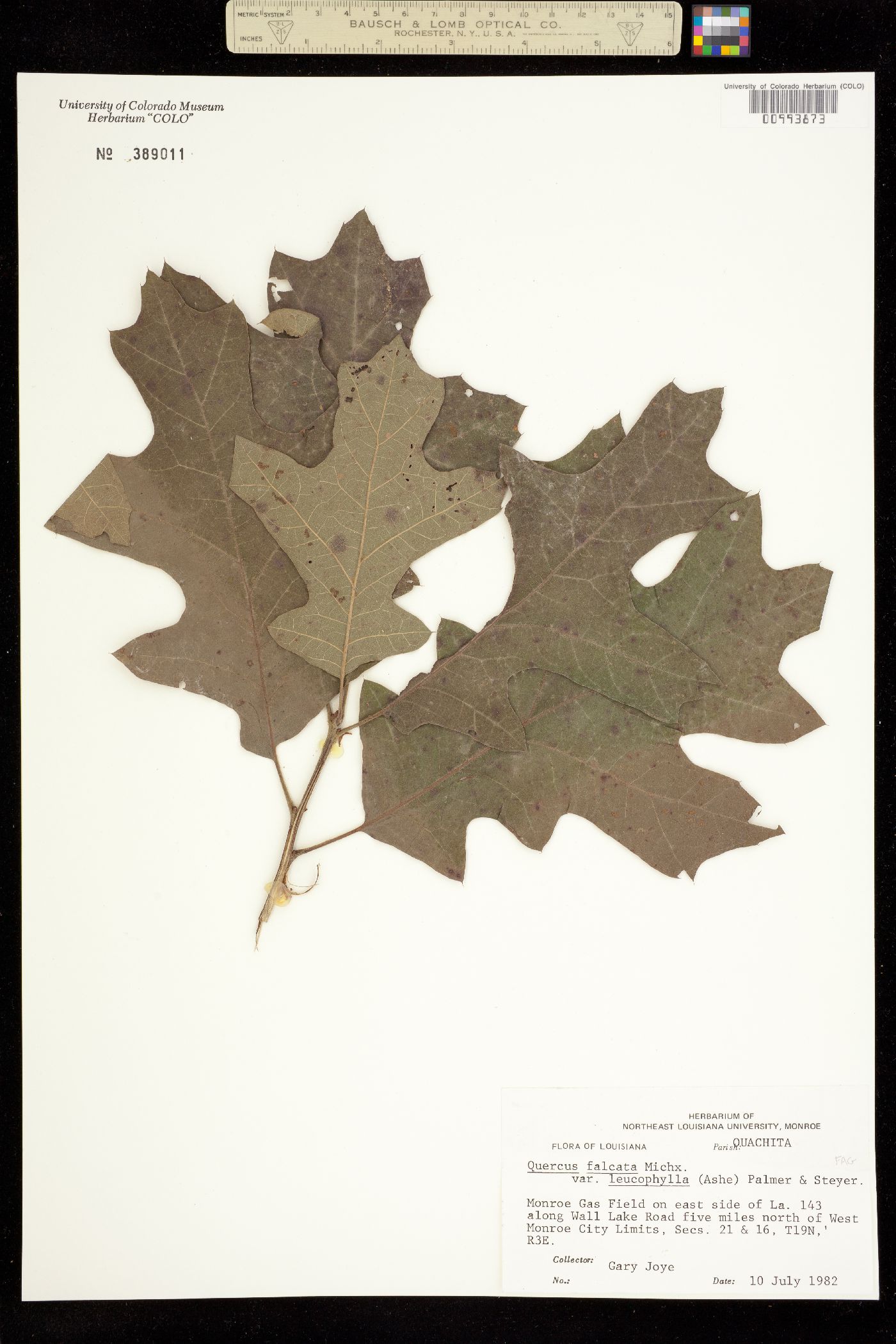 Quercus falcata image