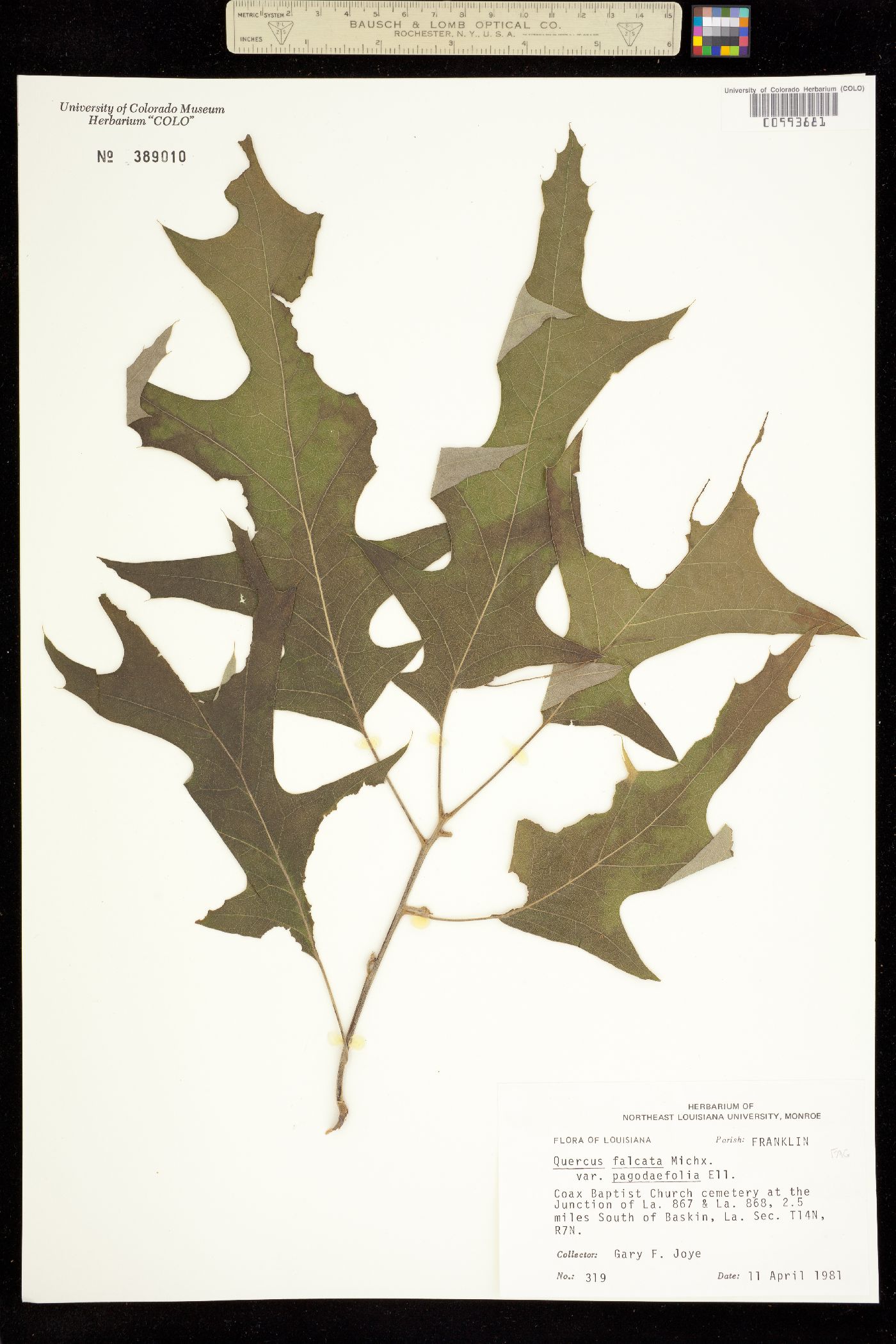 Quercus falcata image