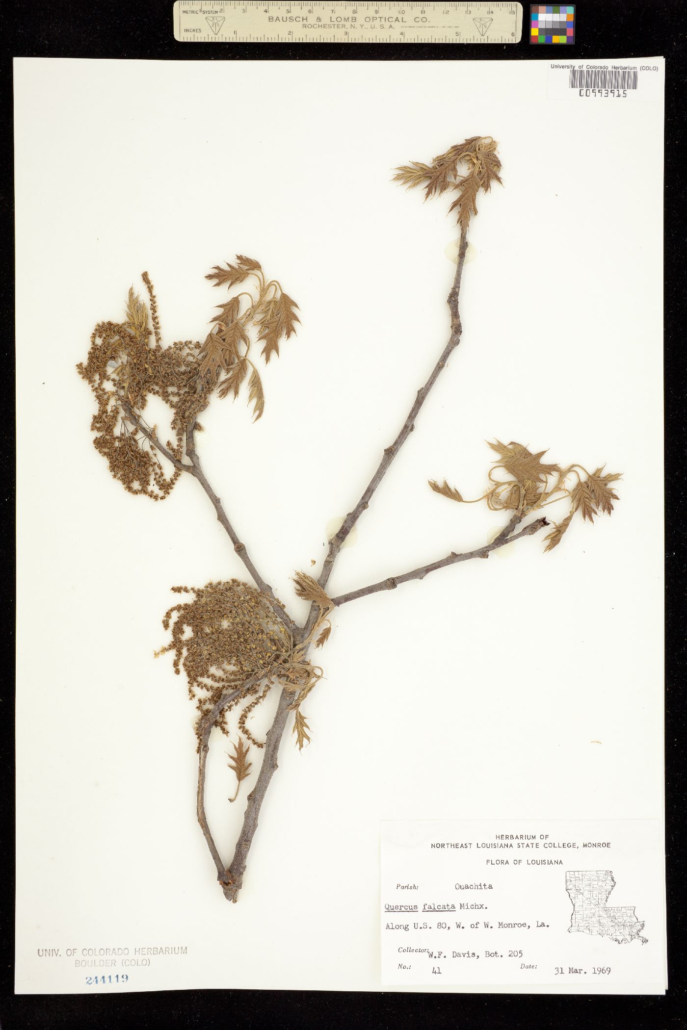 Quercus falcata image