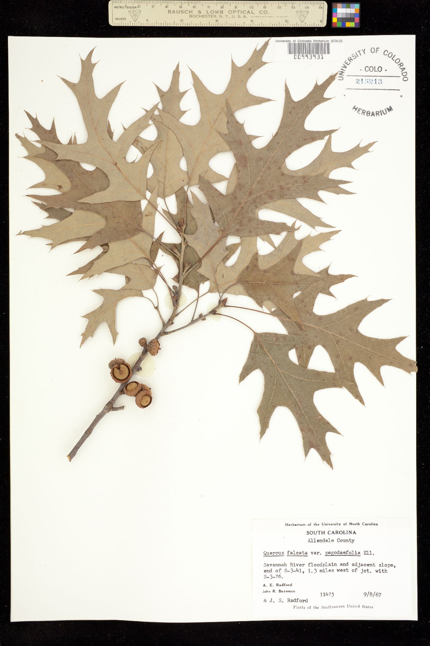Quercus falcata image
