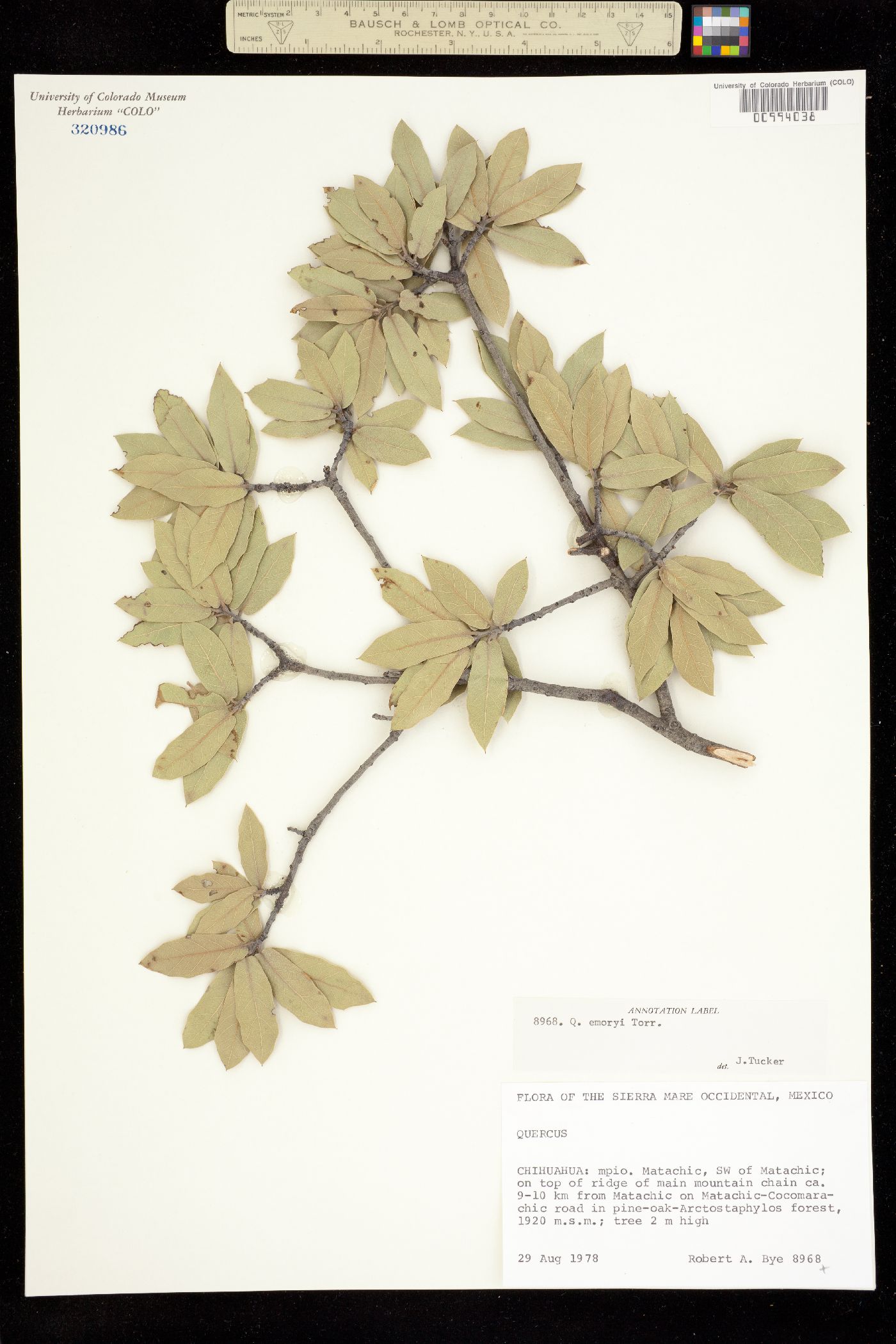 Quercus emoryi image