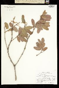 Image of Quercus engelmannii
