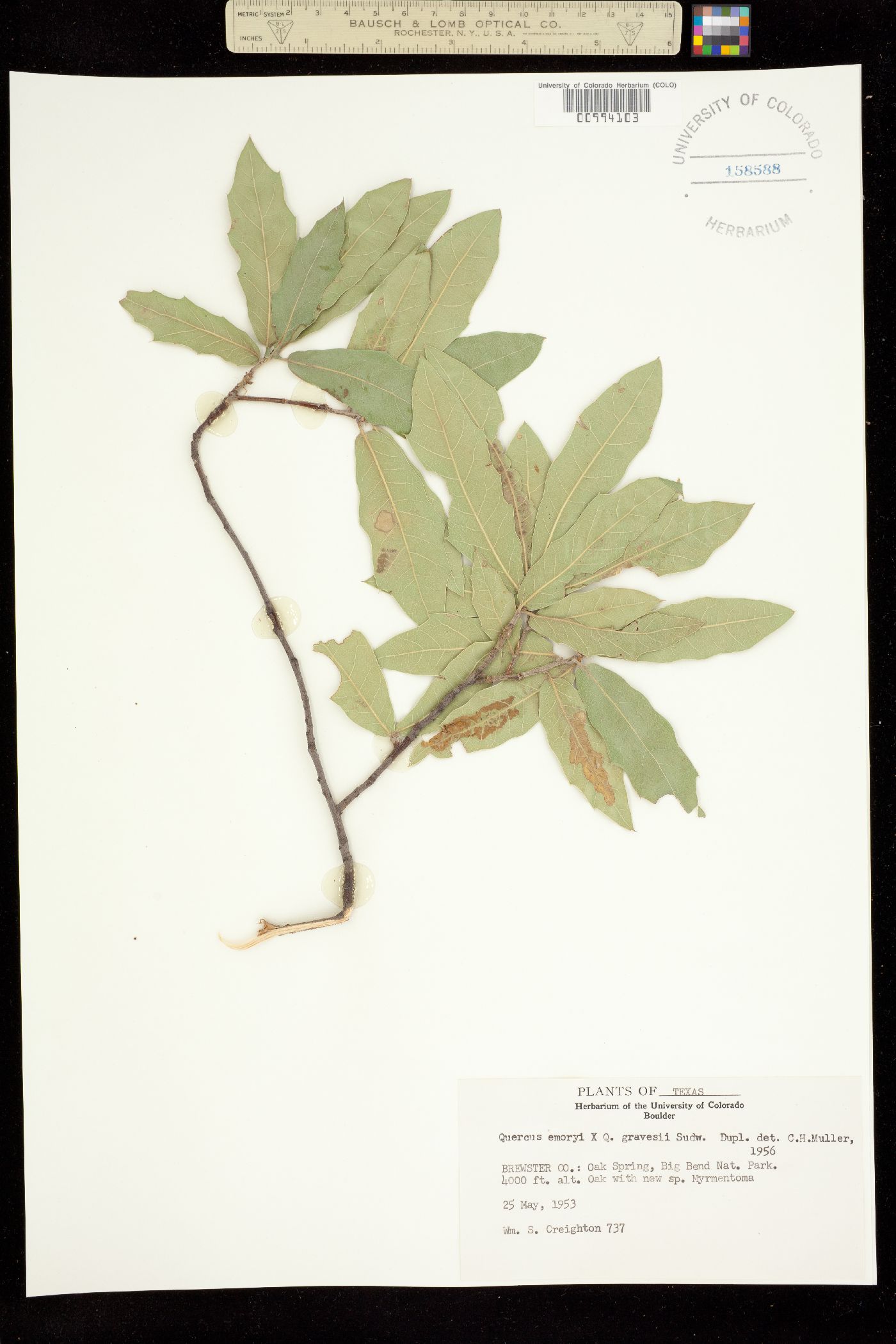 Quercus emoryi image