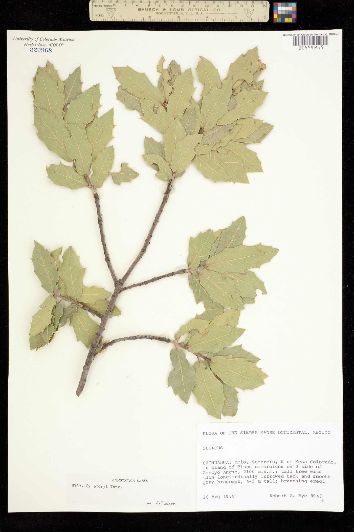 Quercus emoryi image