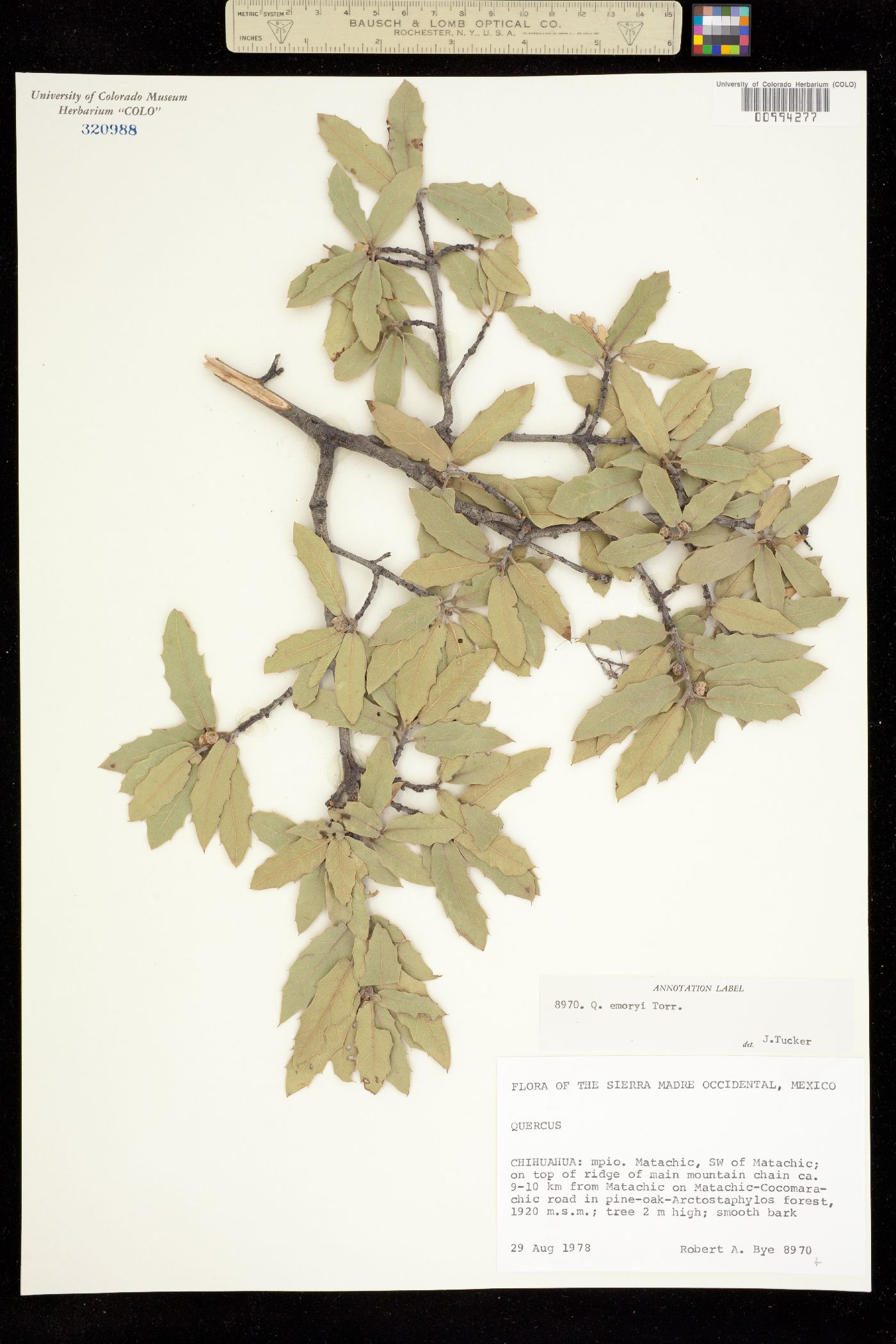 Quercus emoryi image