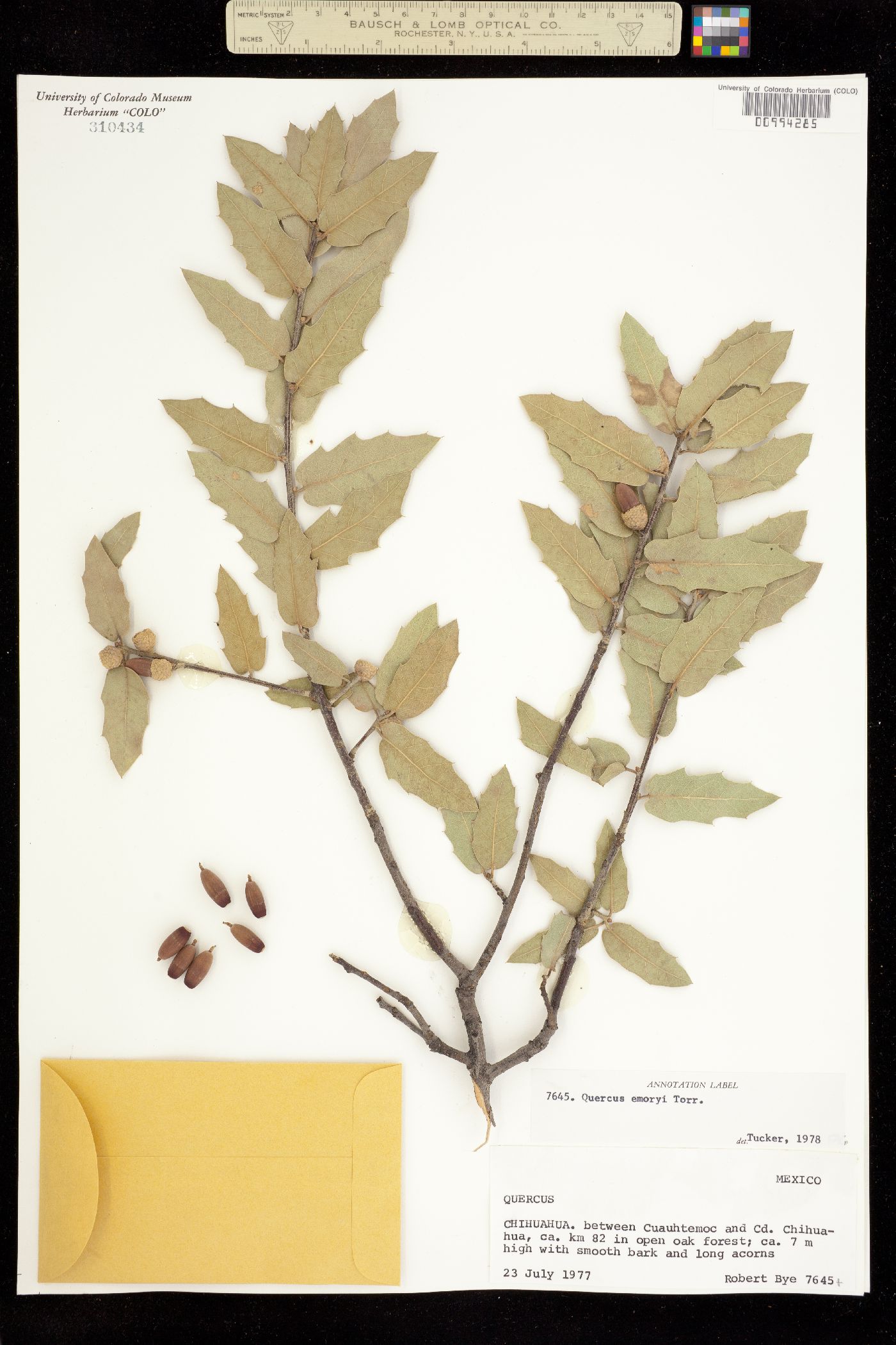 Quercus emoryi image