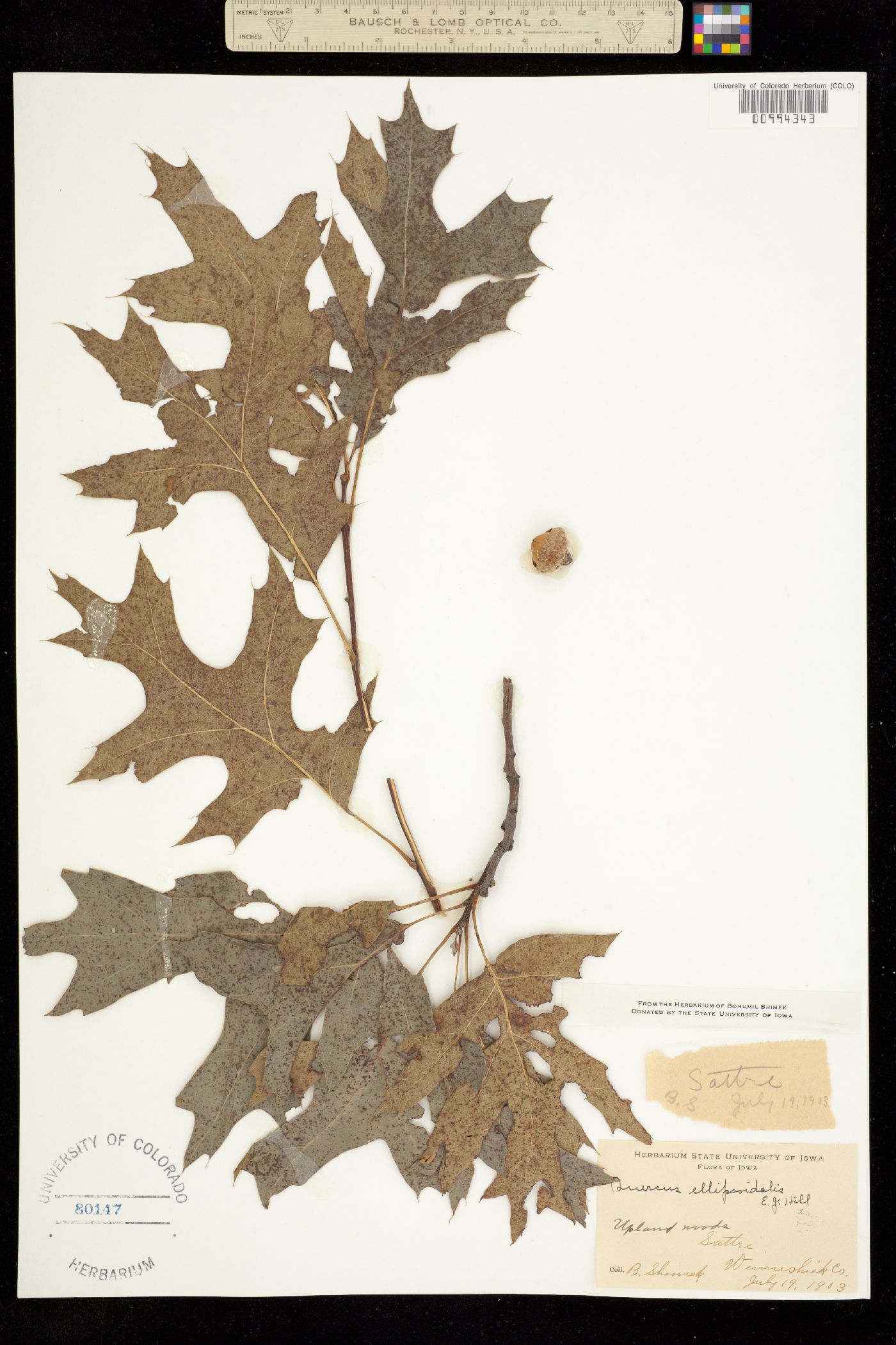 Quercus ellipsoidalis image