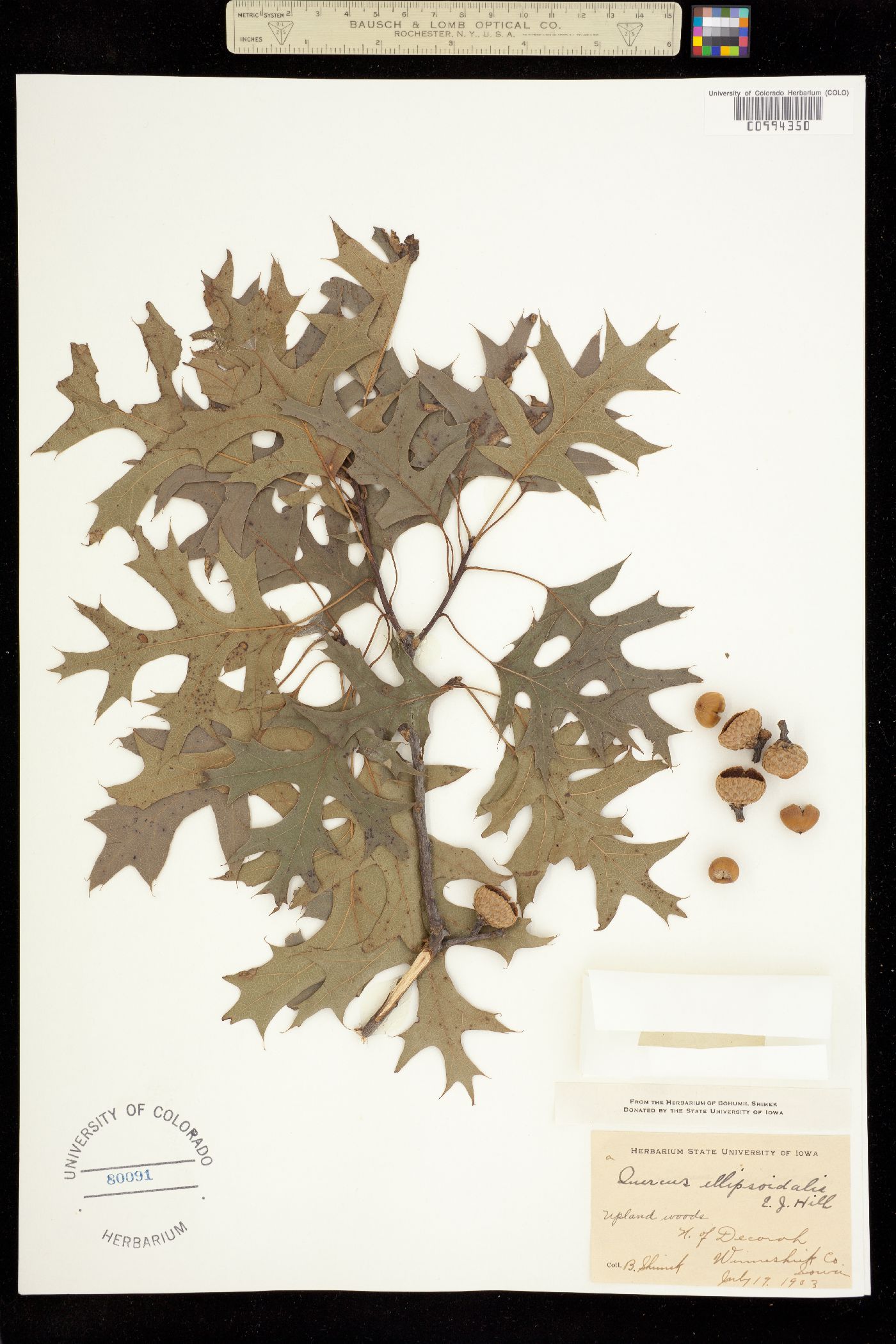 Quercus ellipsoidalis image