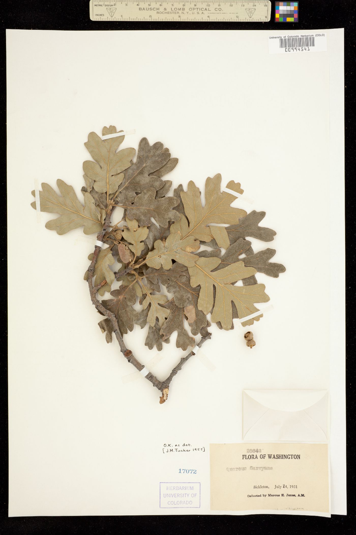 Quercus garryana image