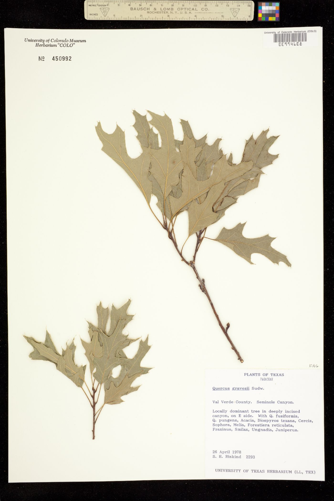 Quercus gravesii image