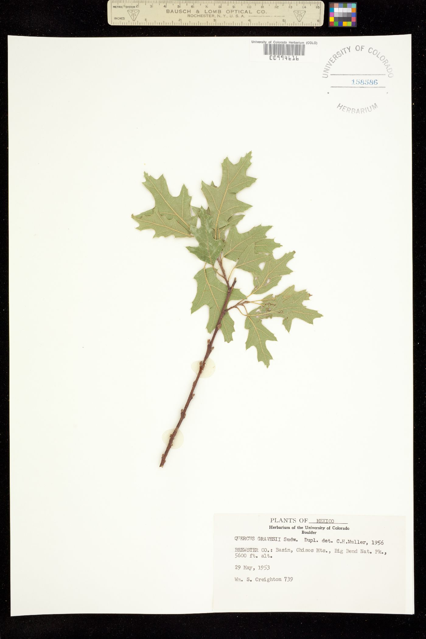 Quercus gravesii image