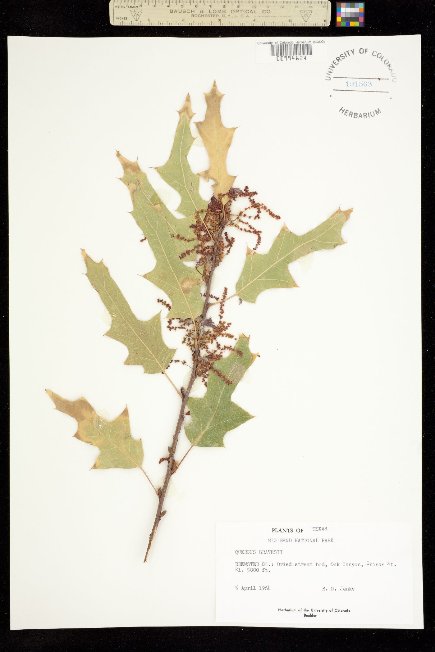 Quercus gravesii image