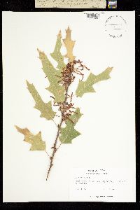Image of Quercus gravesii