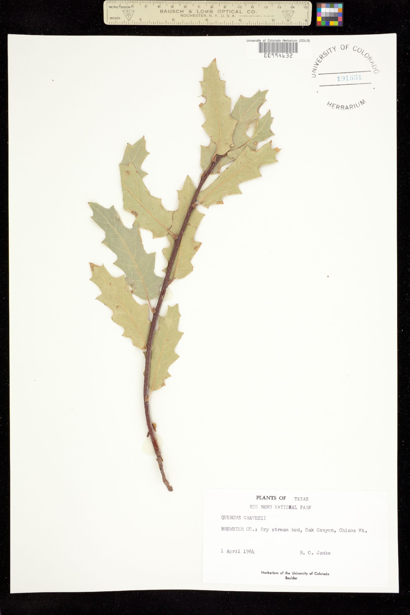 Quercus gravesii image
