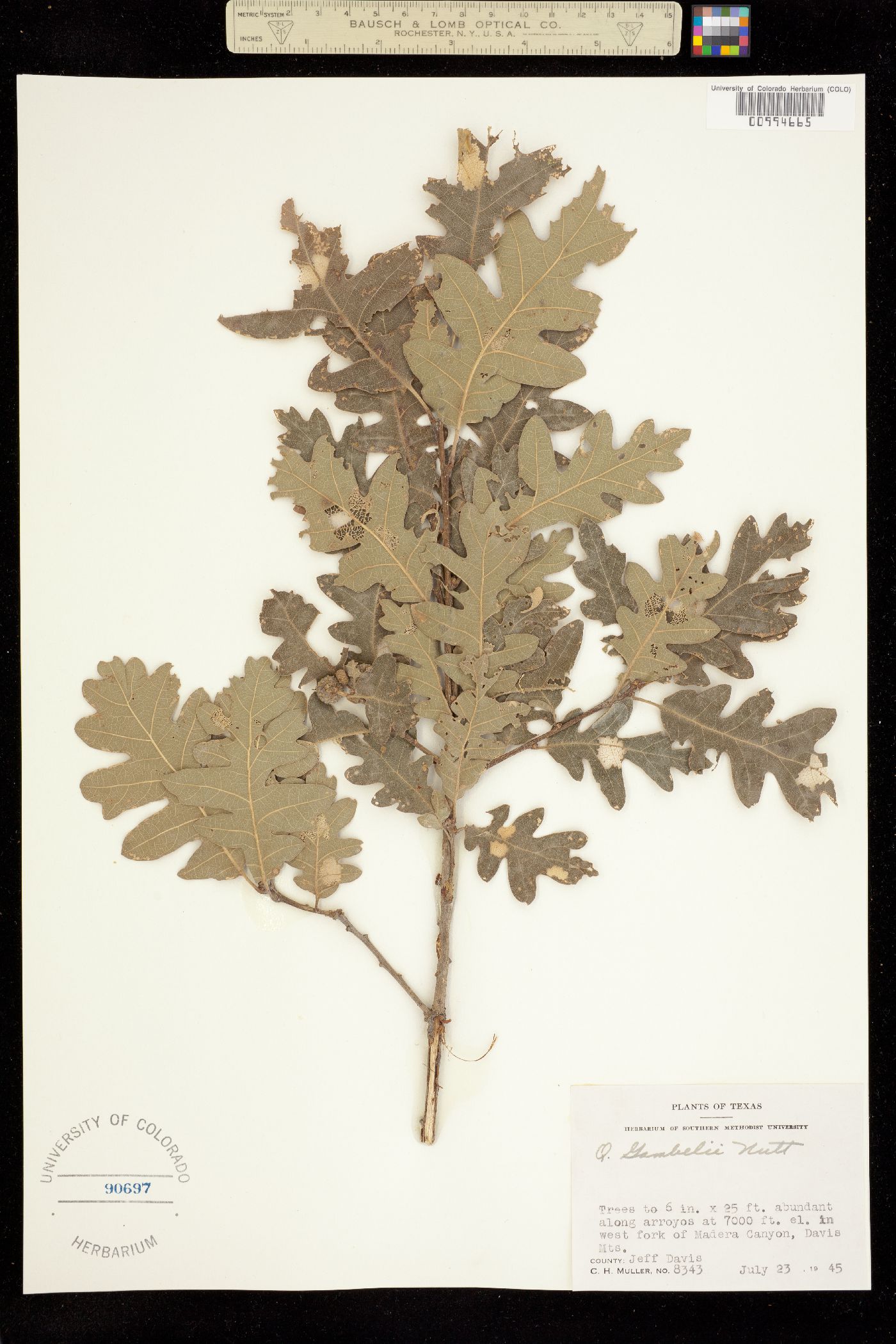 Quercus gambelii image