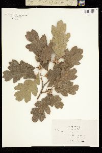 Image of Quercus garryana