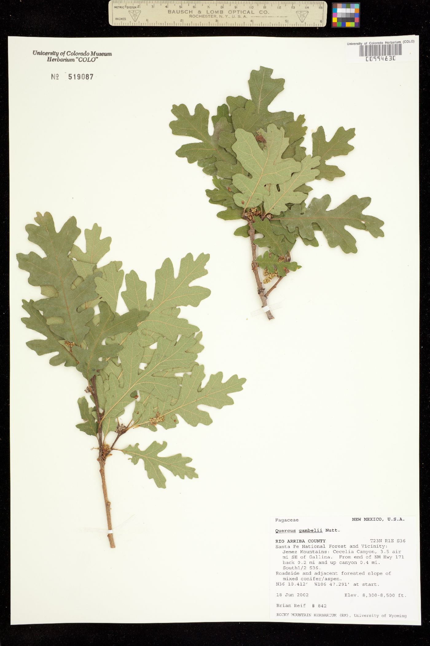 Quercus gambelii image