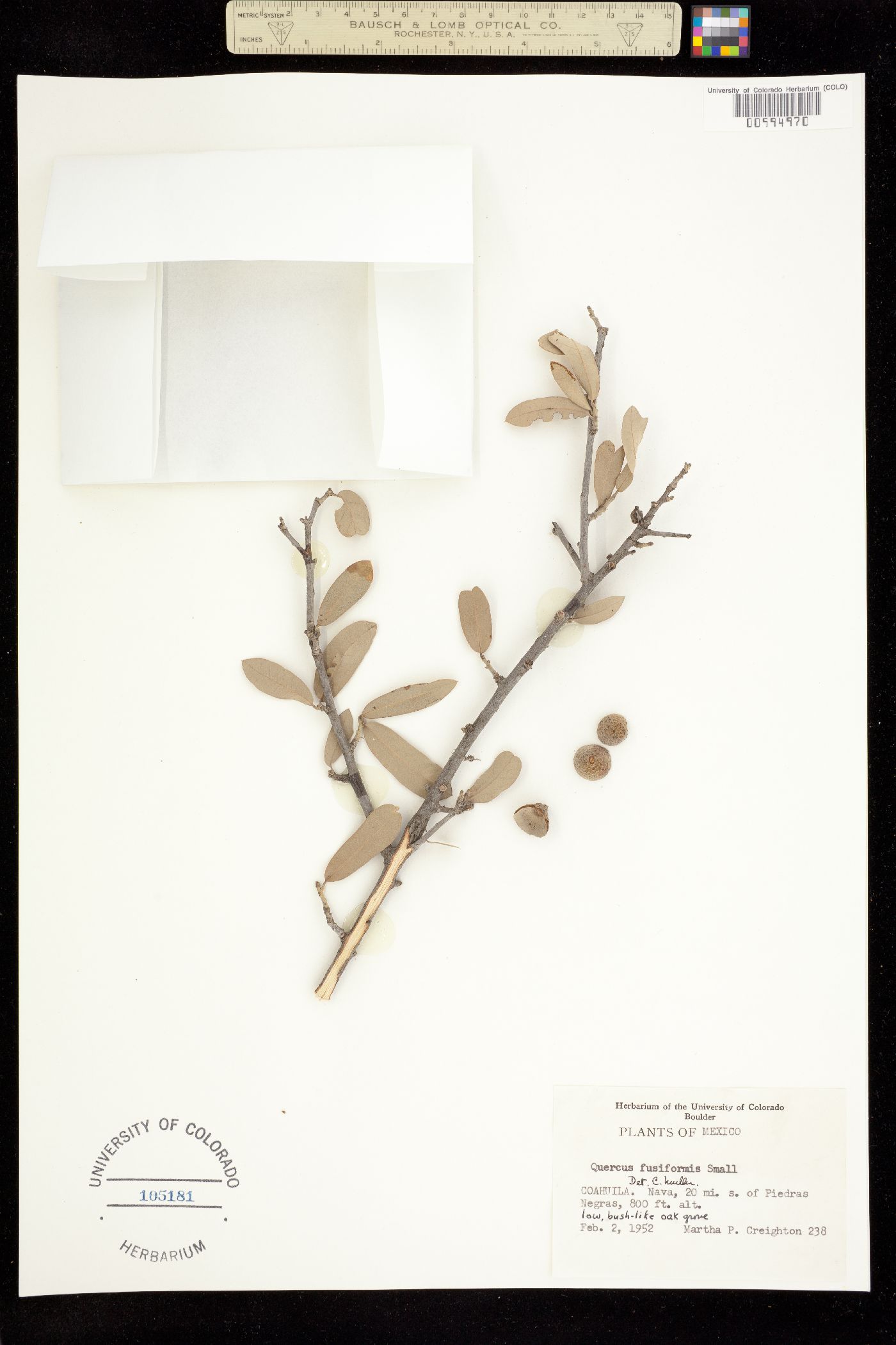 Quercus fusiformis image