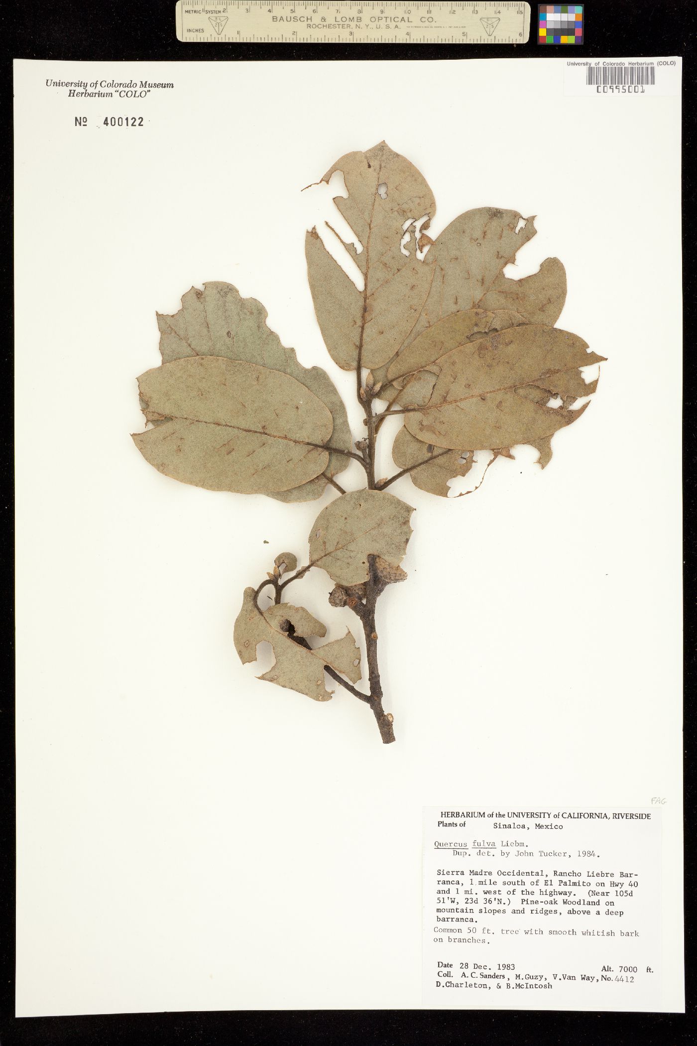 Quercus fulva image