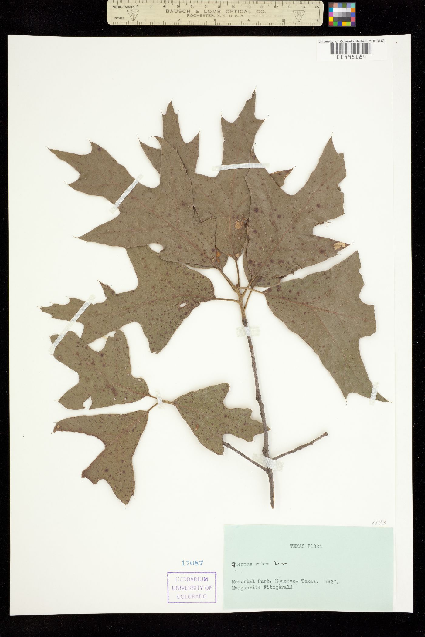 Quercus falcata image