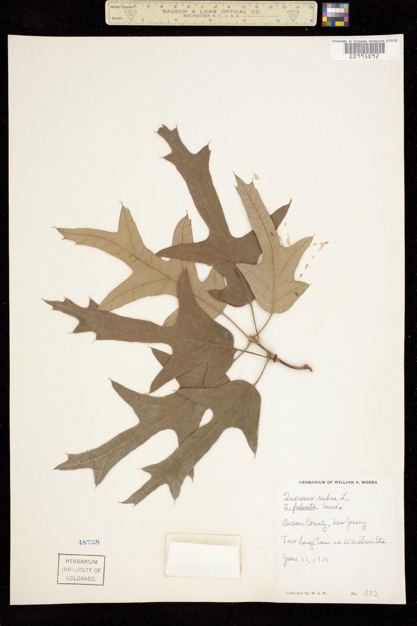 Quercus falcata image