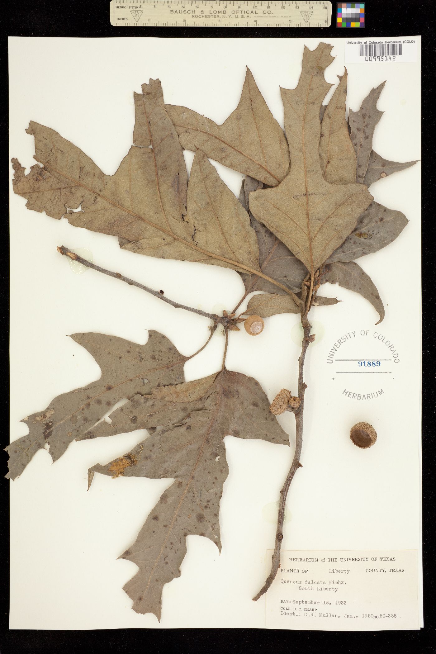 Quercus falcata image