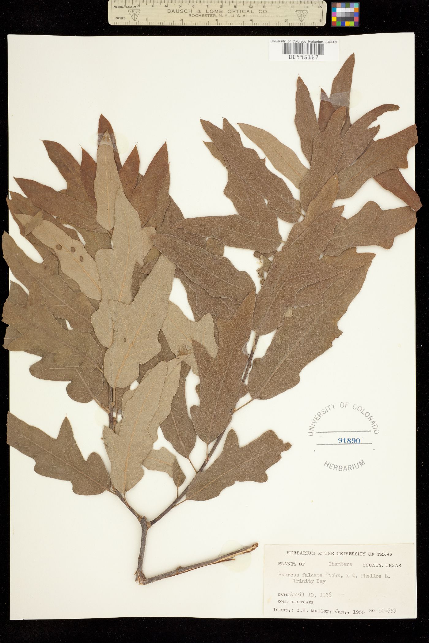 Quercus falcata image
