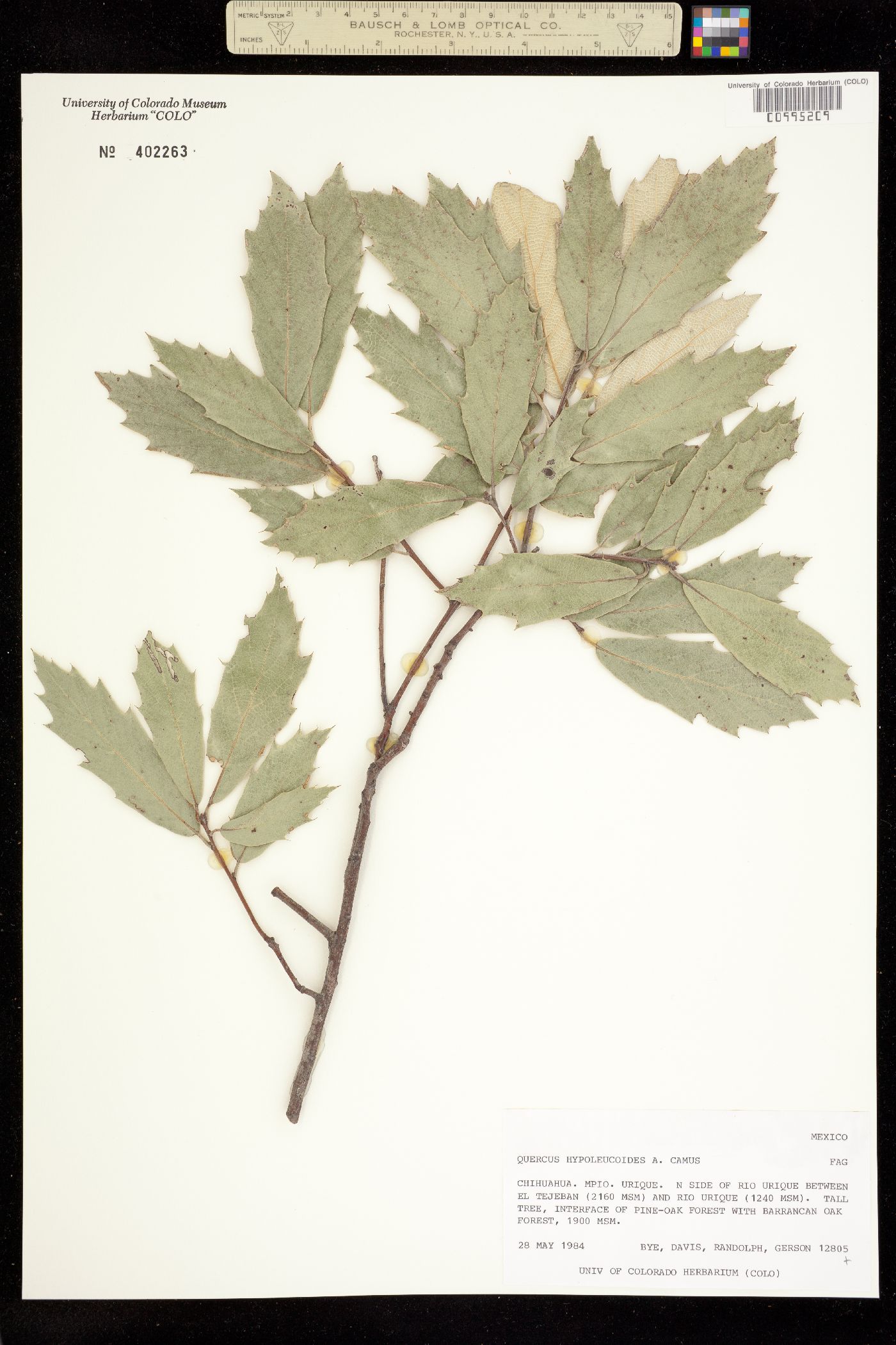 Quercus hypoleucoides image