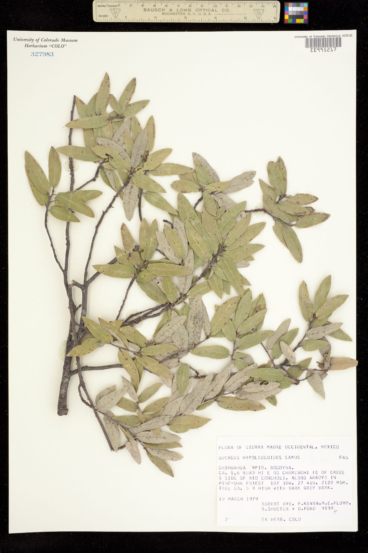 Quercus hypoleucoides image