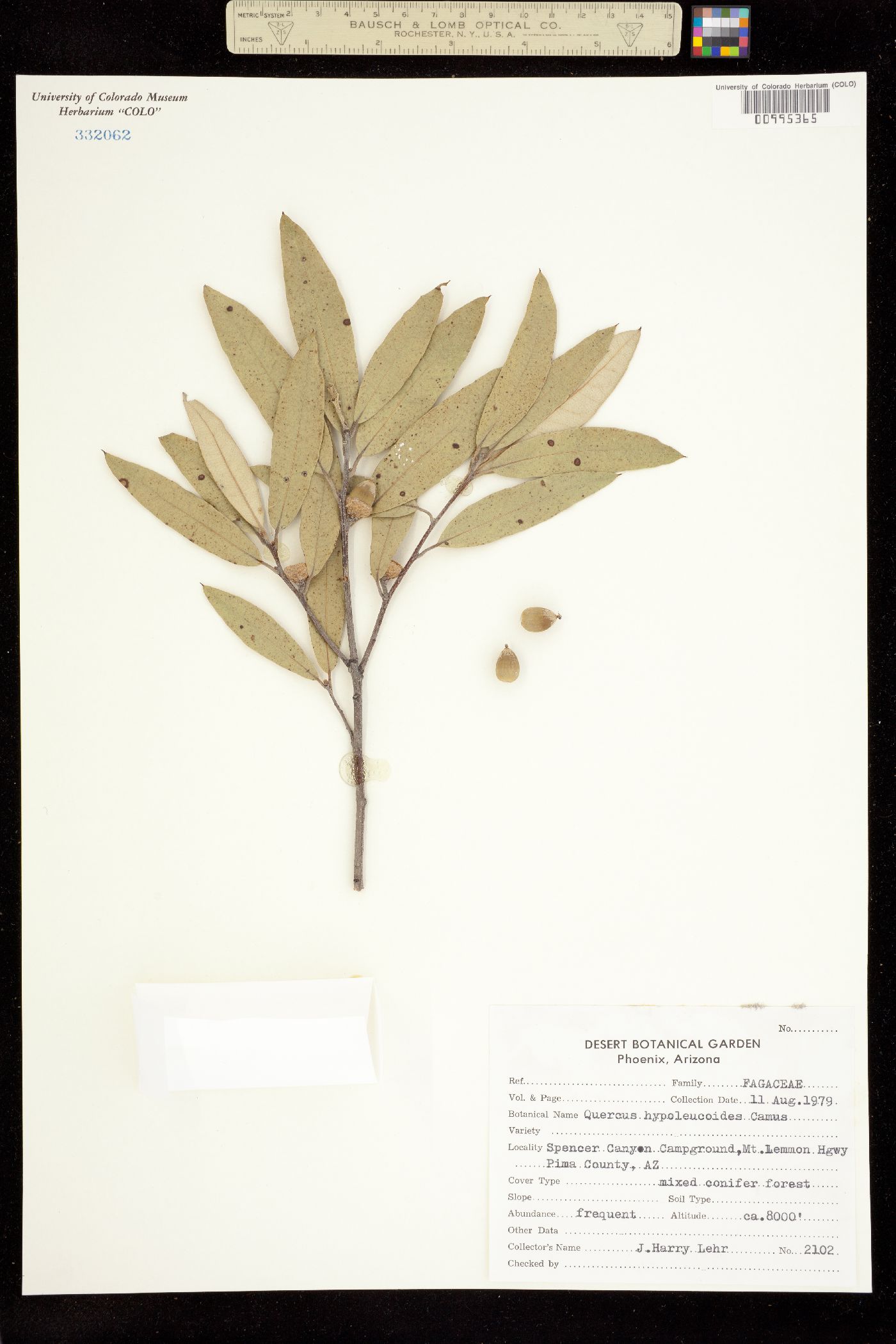 Quercus hypoleucoides image