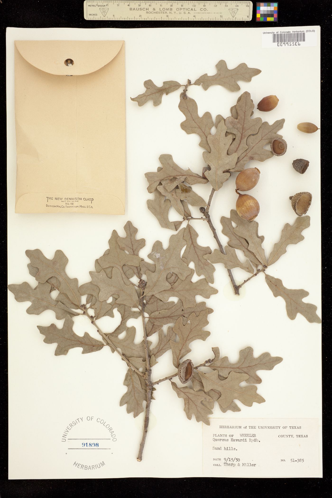Quercus havardii image