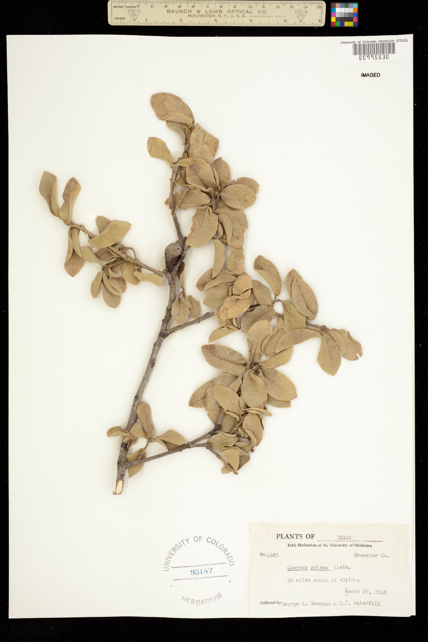 Quercus grisea image