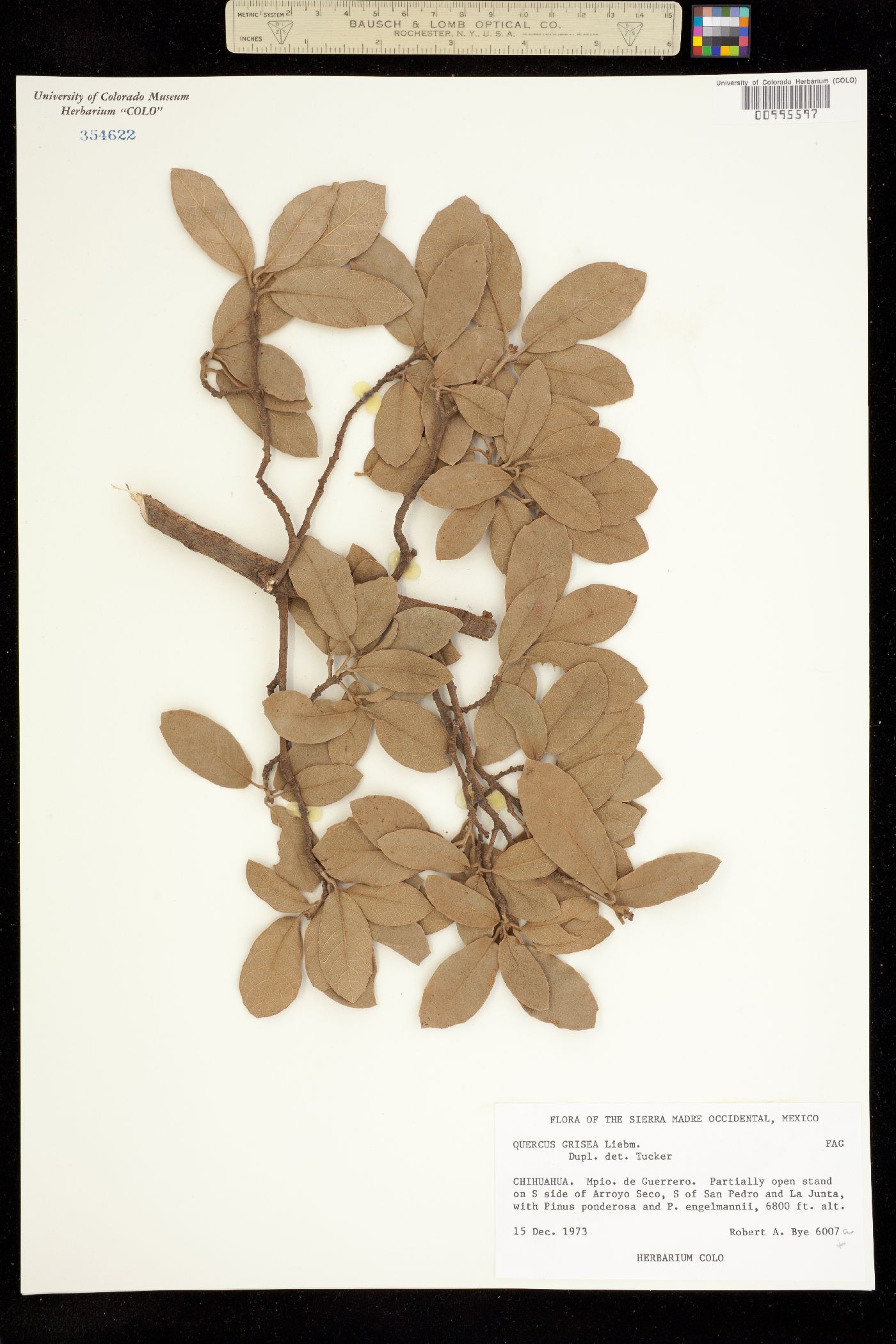 Quercus grisea image