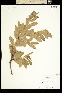 Quercus grisea image