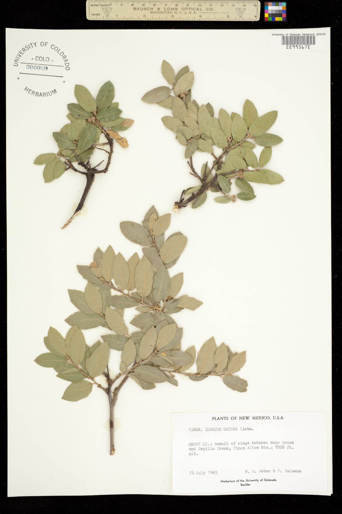 Quercus grisea image