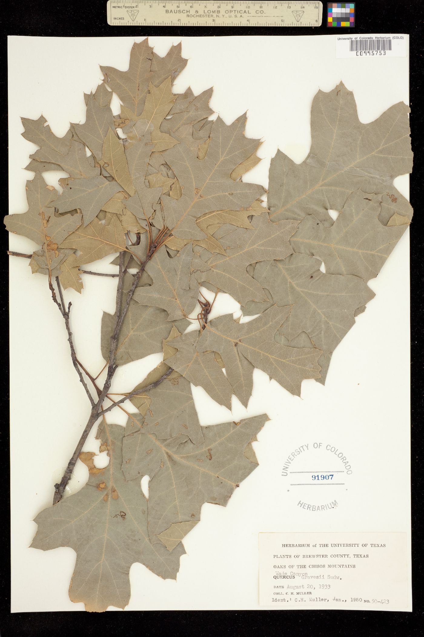 Quercus gravesii image