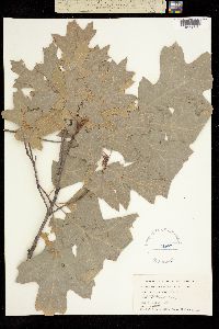 Quercus gravesii image