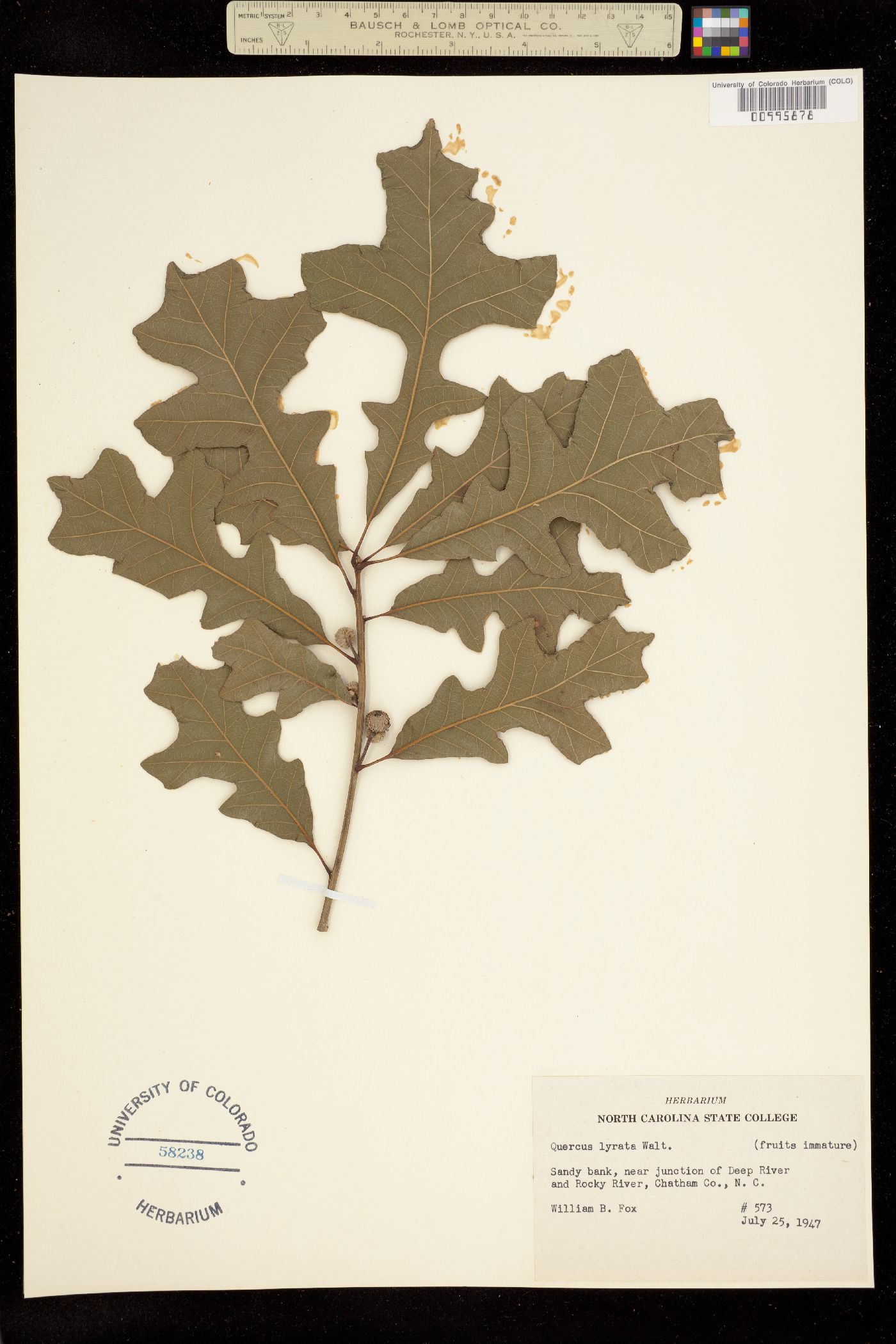 Quercus lyrata image