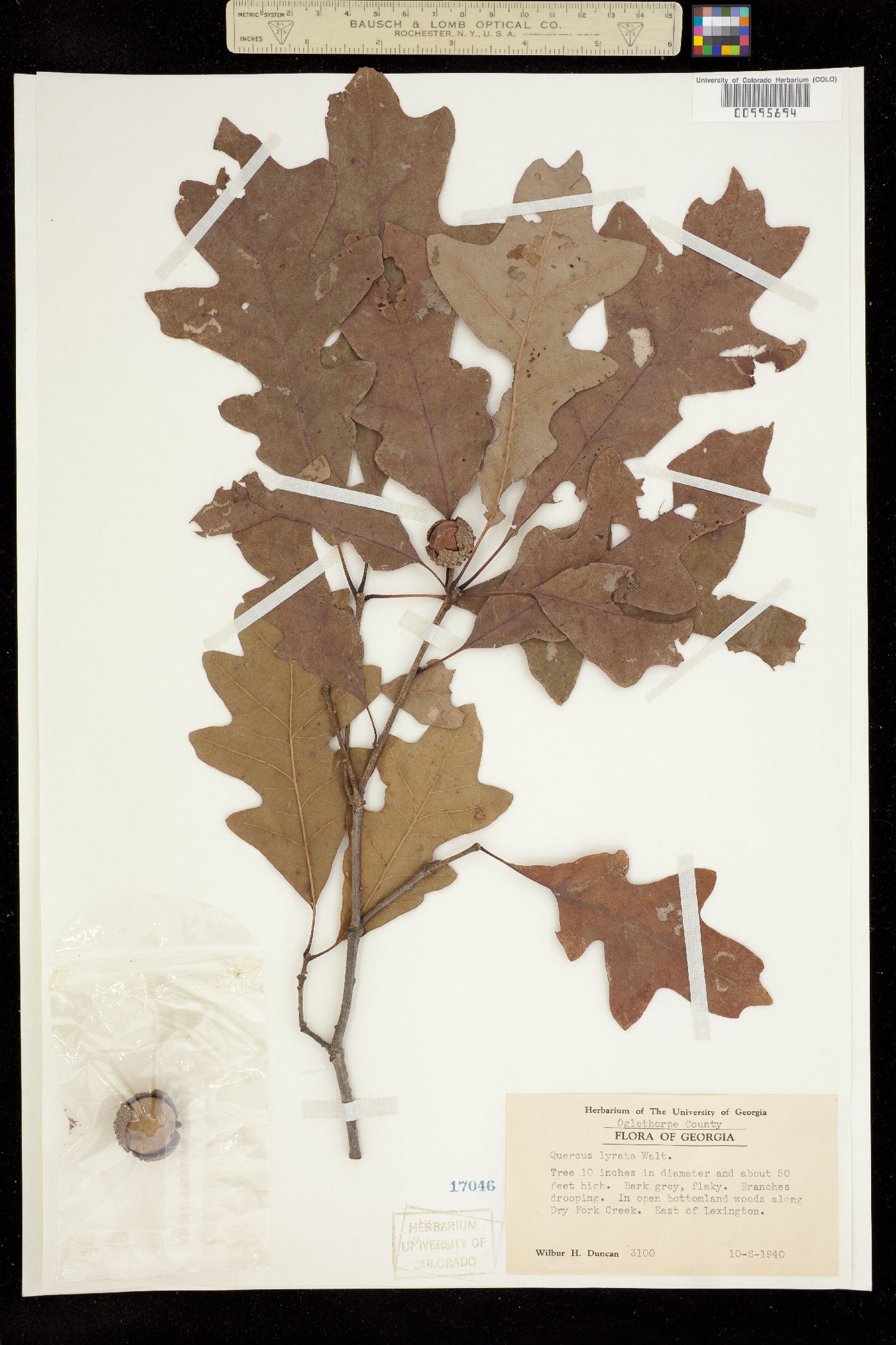 Quercus lyrata image